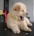 /album/fotitos-/chowchow-jpg/